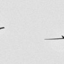 15/02/2014. "Minicurset" d'acrobacia en planador. A carrec de Guy Westgate i Rafael Molina
